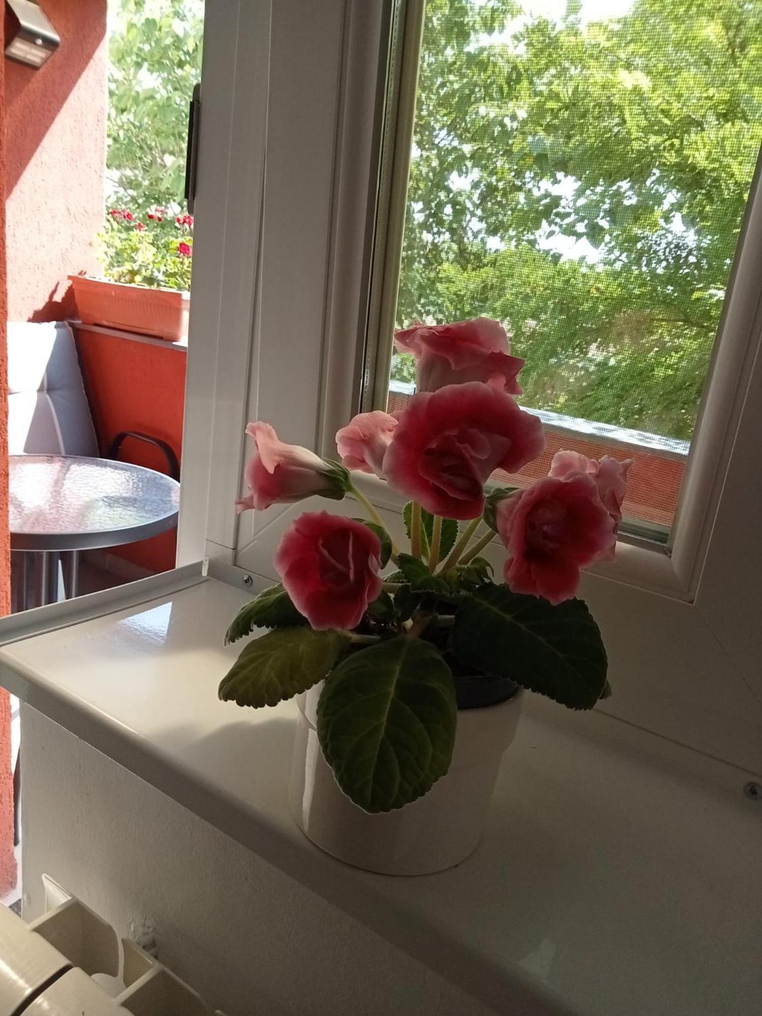 Apartament Miloia-timisoara Timişoara